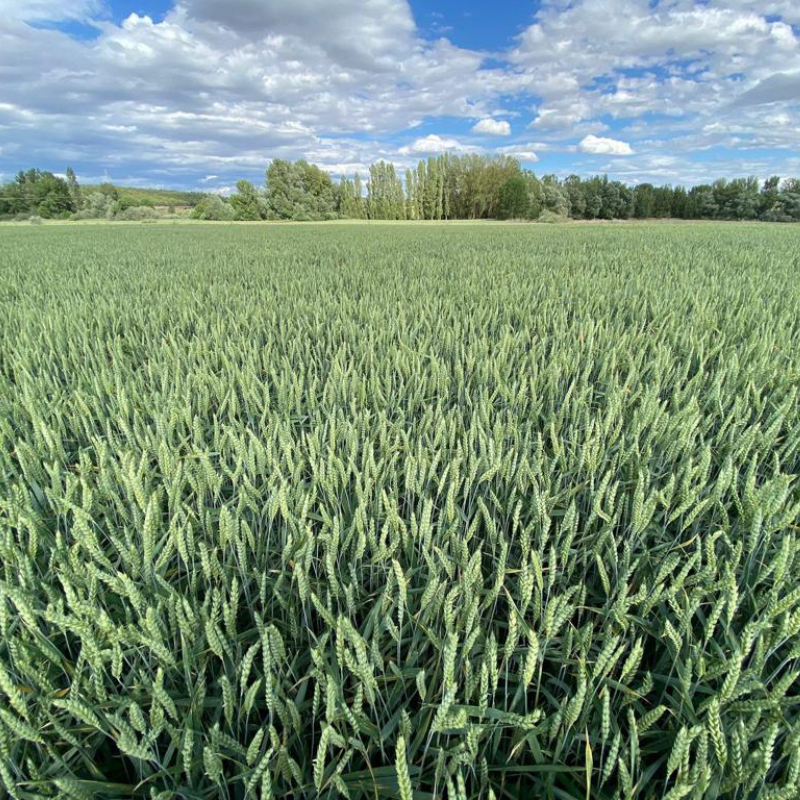 Diseño sin título (3)