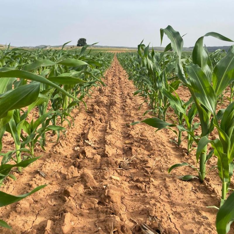 Diseño sin título (4)